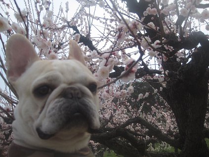 お花と一緒に映っっているもの