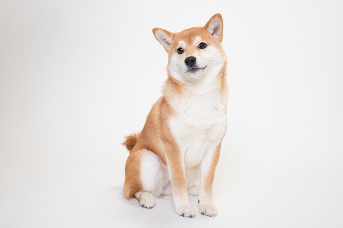 柴犬