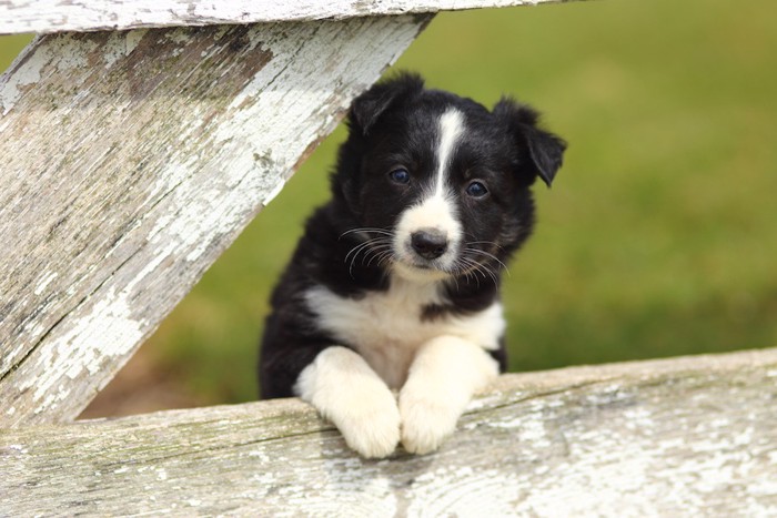 木に手をかけるボーダーコリーの子犬