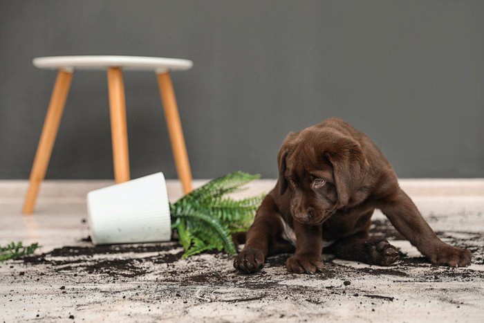 倒した植木鉢から目を反らす子犬