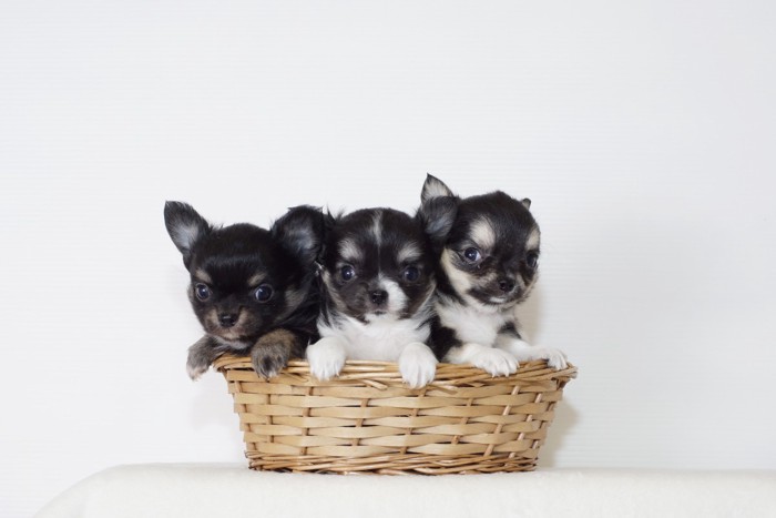 かごに入った3頭のチワワの子犬