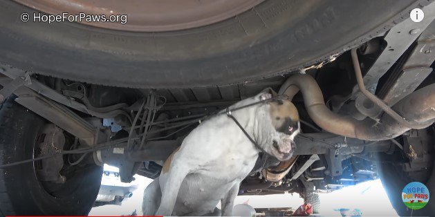 ワイヤリードが首にかかった犬