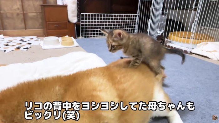 「お山かな?」