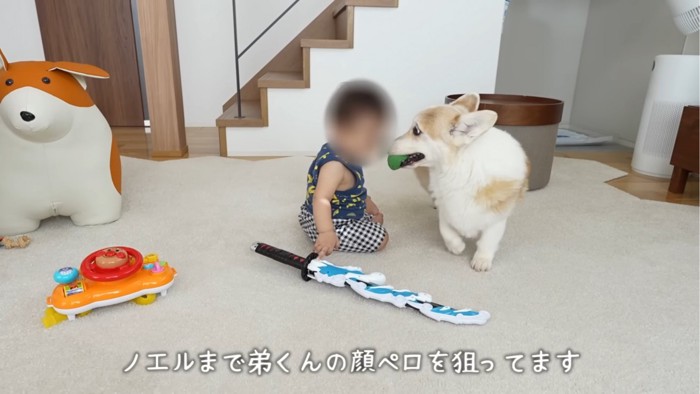 ボールをくわえる犬