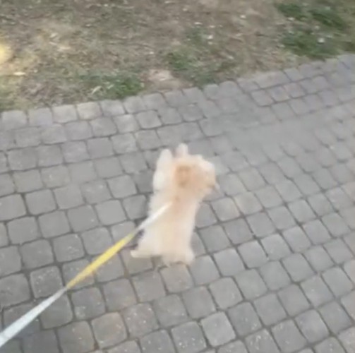 また飛びつこうとする犬