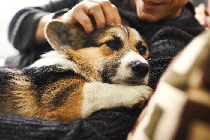 飼い主の腕に収まる犬