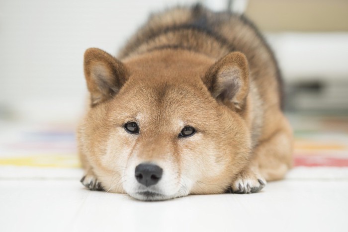 伏せをする柴犬