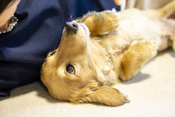 仰向けになっている犬