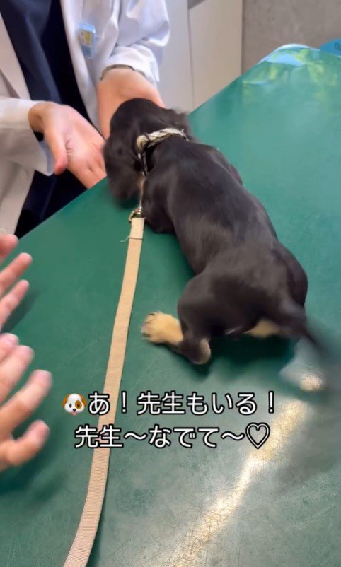 動物病院にきたこむぎちゃん3