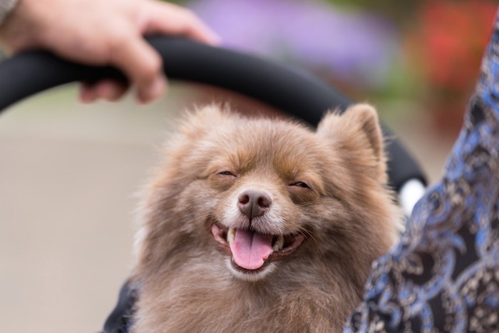 目を細めて笑顔のような表情の犬