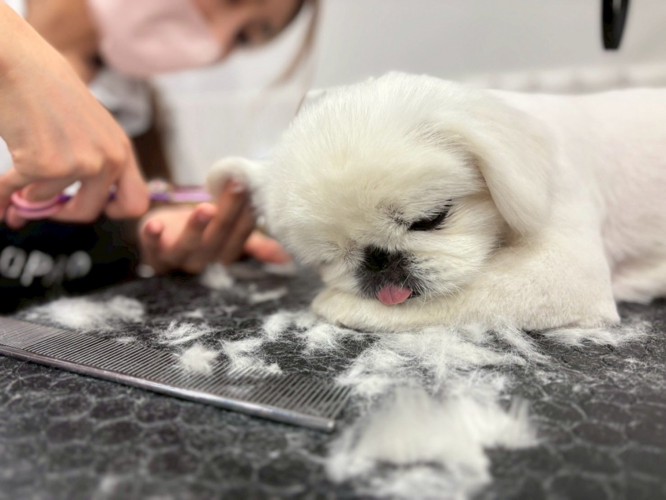溶けてる