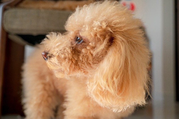 目を背ける犬