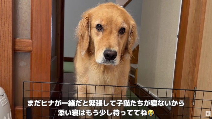 「添い寝もしたい…」