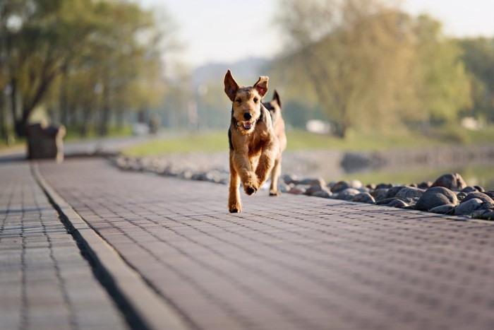 走ってくる犬