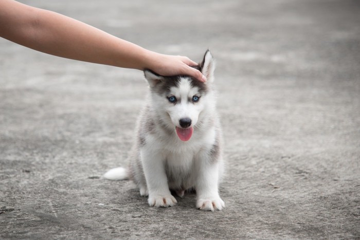 頭をなでられる犬