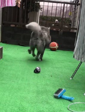 1匹だけのシャトルラン