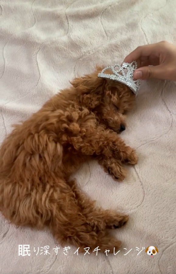 ティアラを乗せられるシャルマンくん