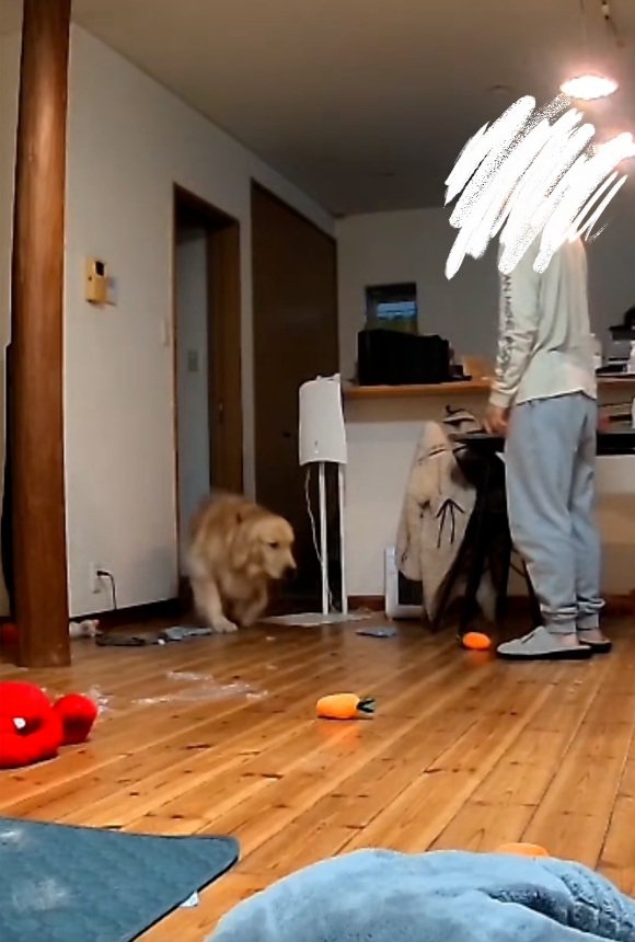 叱られたこむぎ君