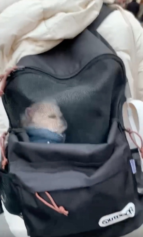 バッグの中で眠る犬