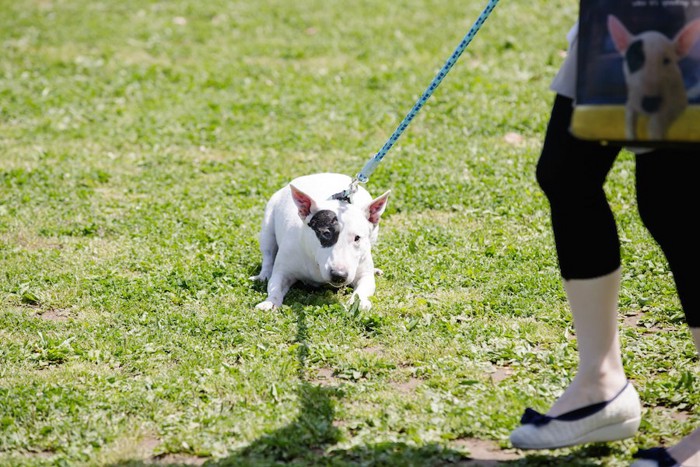 散歩中に嫌がって止まる犬