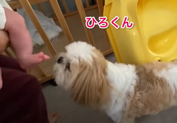 赤ちゃんのニオイを嗅ぐ犬