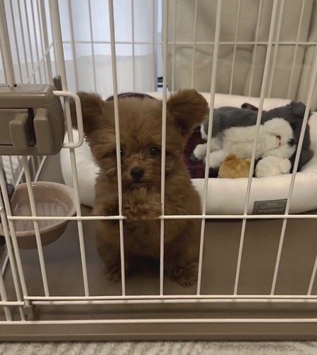 柵に乗る犬