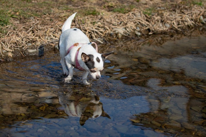 水面を見ている犬