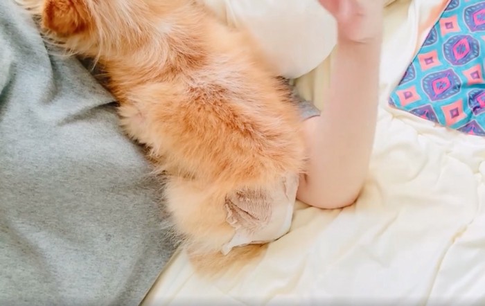 全身を預ける犬