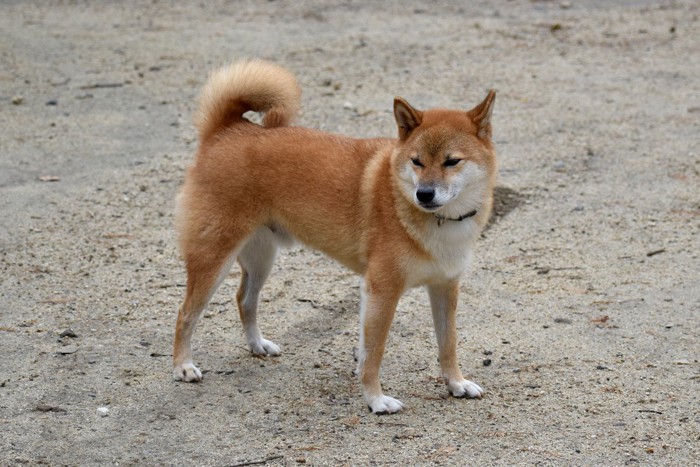 砂の地面、立ち尽くす柴犬