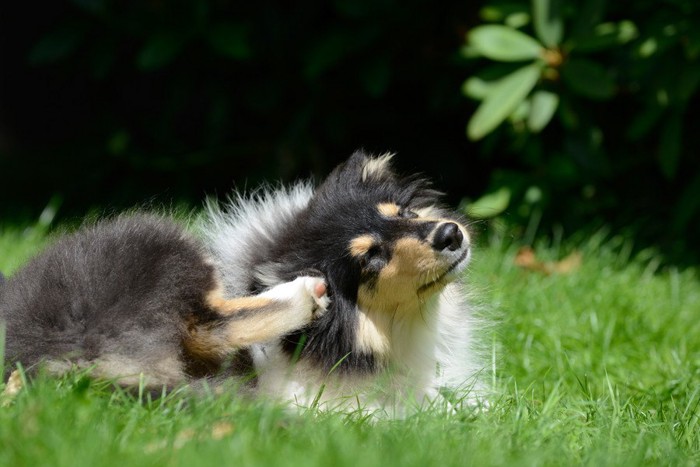 後ろ足で耳を掻くコリーの子犬