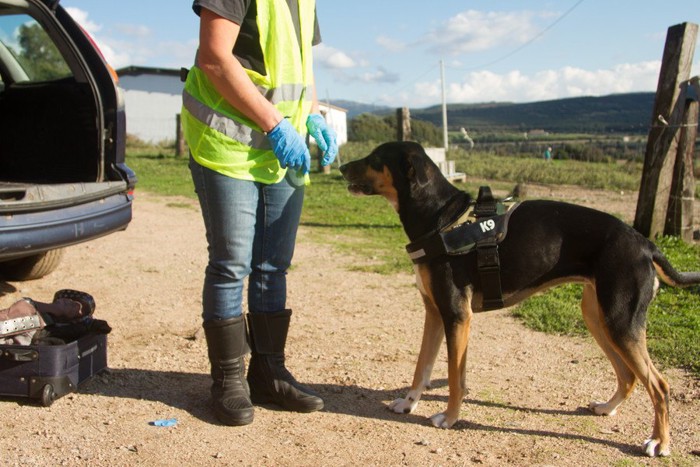 麻薬探知のために働く警察犬