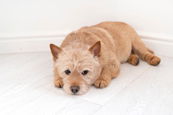 床に伏せる犬