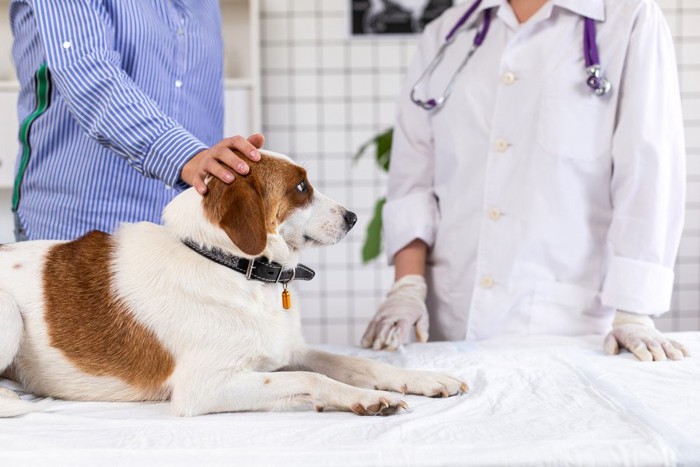 診察室にいる白茶の犬