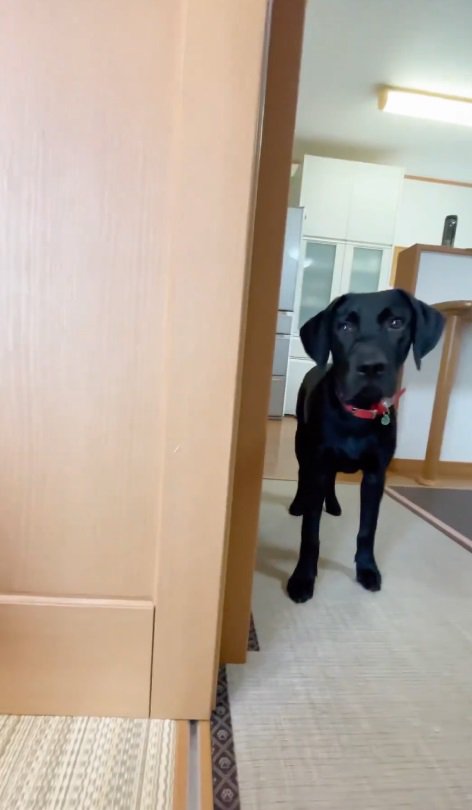 同居犬の銀ちゃんが隠れてた！