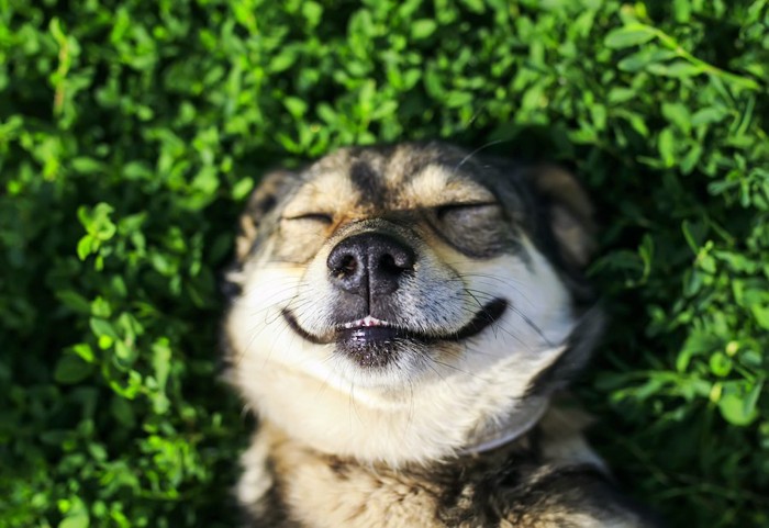 草むらに気持ちよさそうに寝転ぶ犬