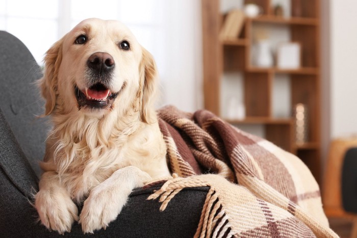 ブランケットをかけてソファでくつろぐ犬