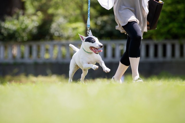 散歩する犬