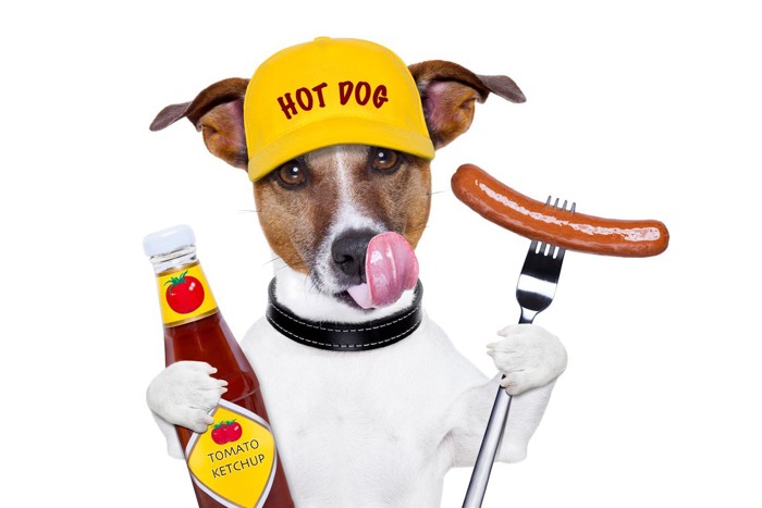 HOT DOGのキャップをかぶったジャックラッセルテリア