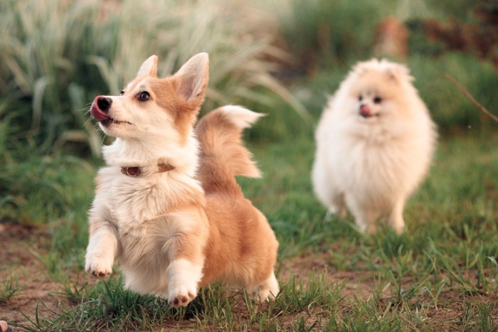 しっぽを振りながら走る犬