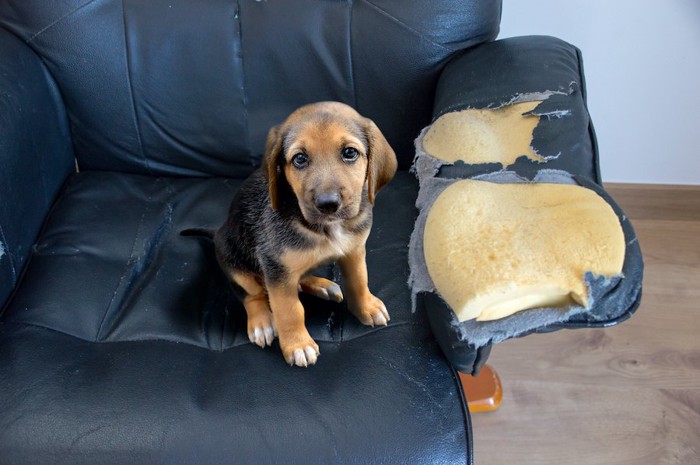 ボロボロになったソファーと子犬