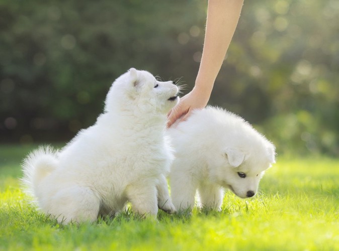 撫でられている犬と飼い主を見る犬