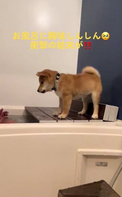 柴犬