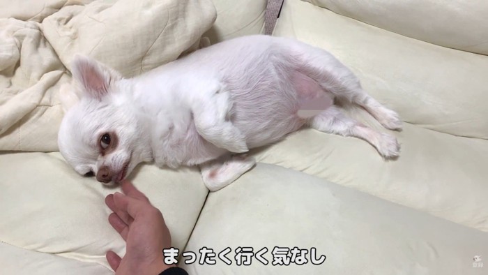 何度誘っても動こうとしません