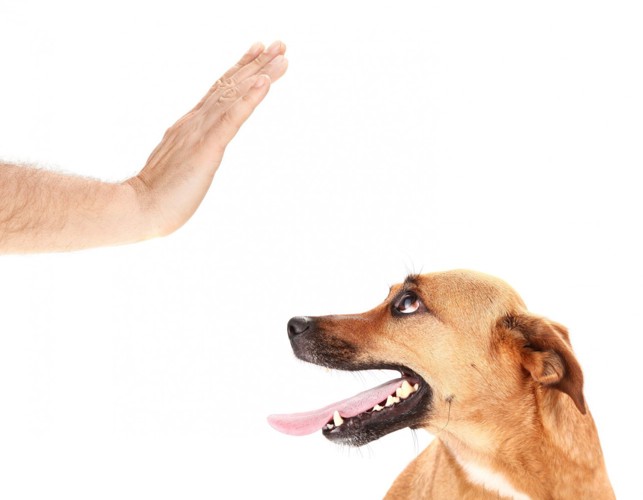 犬を制止する人の手