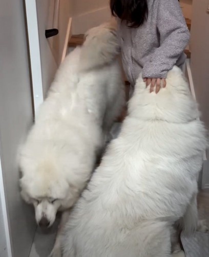 階段を降りる犬