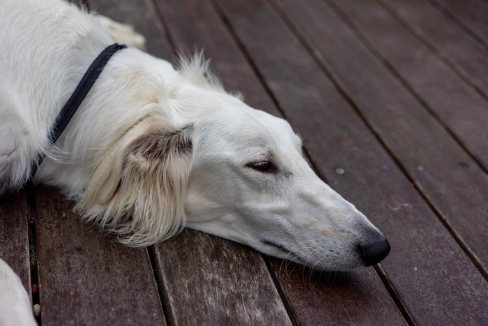 元気のない犬