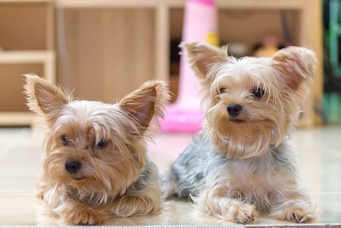 ヨーキー2匹