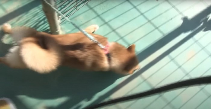 飼い主と反対方向に行こうとしている柴犬