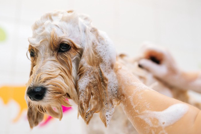 シャンプー中の犬