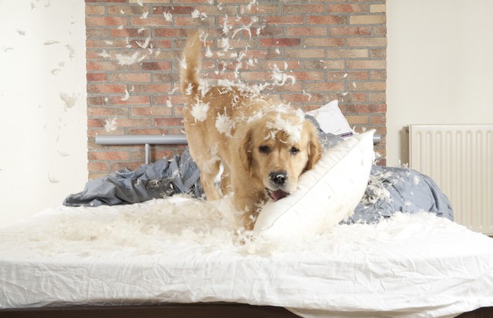 枕で遊び羽毛を散らかす犬